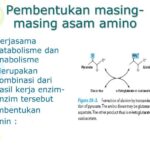PPT - Metabolisme Protein dan Asam Amino PowerPoint Presentation, free ...