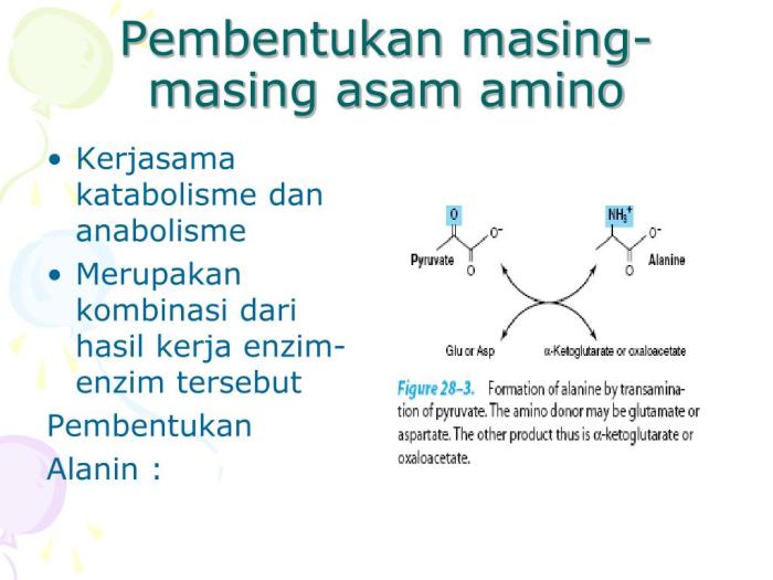 PPT - Metabolisme Protein dan Asam Amino PowerPoint Presentation, free ...